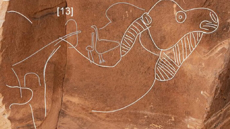 Suudi Arabistan’da, binlerce yıl öncesine ait ve gerçek boyutlu deve oymaları keşfedildi